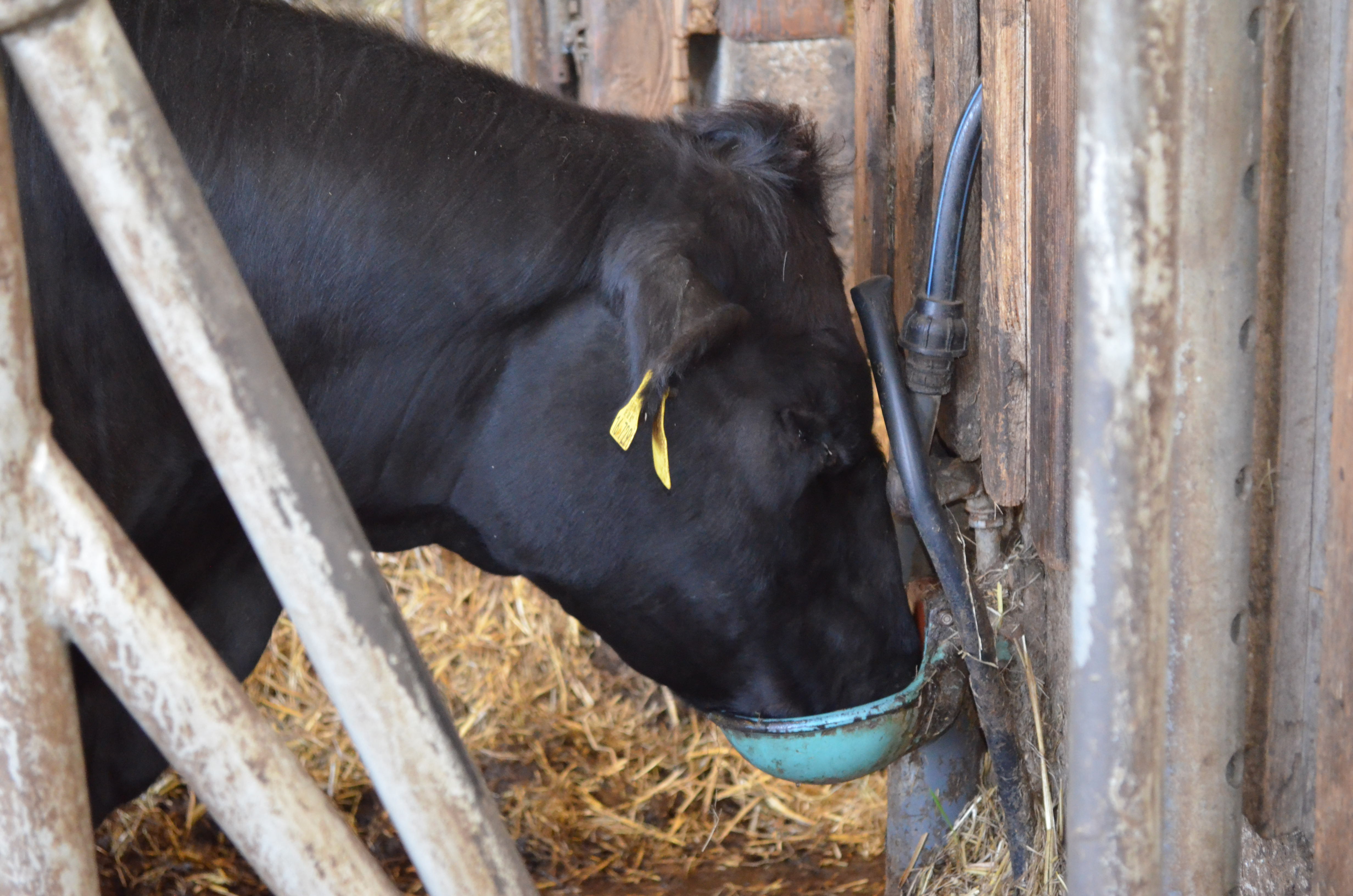 Kuh bioladen - biokiste