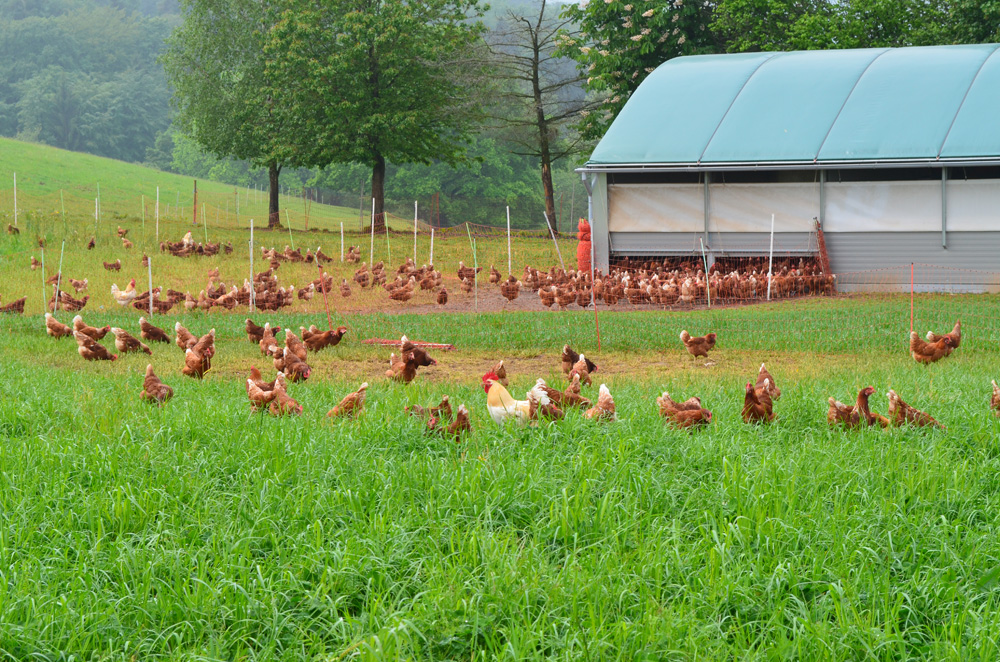 bioeier - bioladen -biokiste - biofreihaus