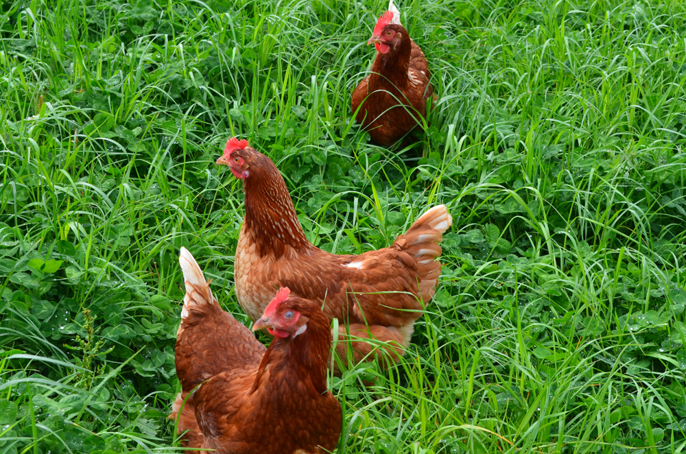bioeier - bioladen -biokiste - biofreihaus