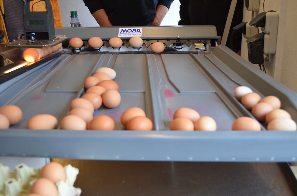 bioeier - bioladen -biokiste - biofreihaus