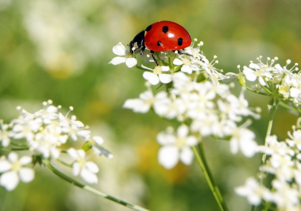 Wino Bio Biokistenlieferant Brackenheim Artenvielfalt